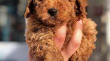 TOY POODLE KIZIMIZ PARİS