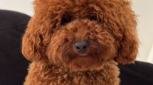 Toy Poodle 3 Aylık