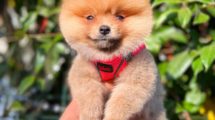 Pomeranian Boo 3 Ay