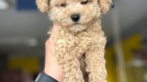 Toy Poodle 2.5 Aylık