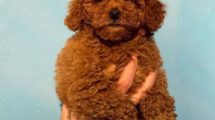 Brown Toy Poodle Oğlumuz “VENÜS”