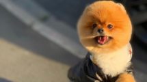 Teddybear Pomeranian Oğlumuz “DİOR”