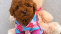 Red Brown Dişi Toy Poodle prensesimiz