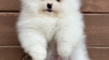 teddybear Pomeranian oğluşumuz KENZO